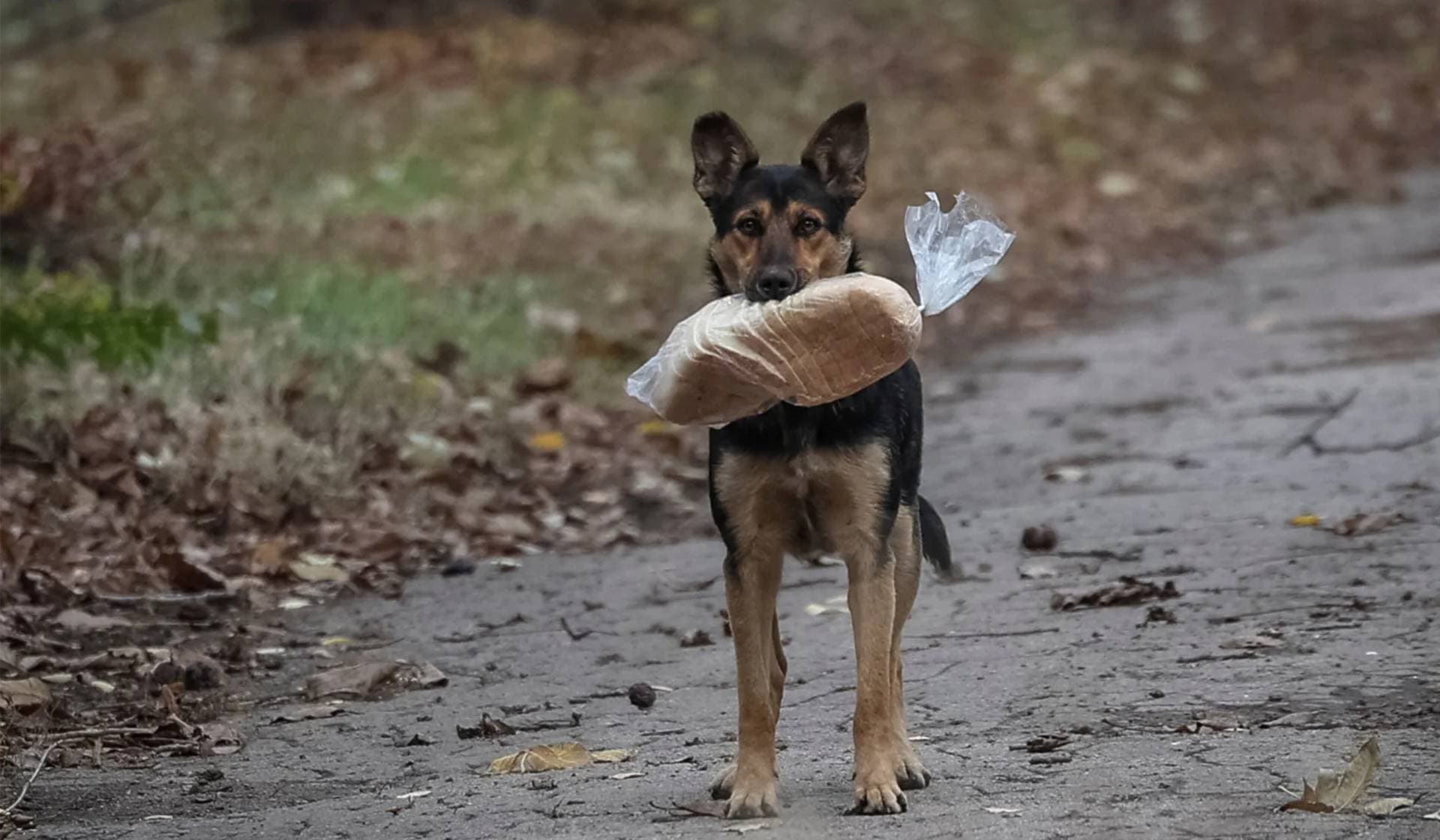 A stray dog carries a plastic bag with bread in its teeth in the frontline town of Kostiantynivka